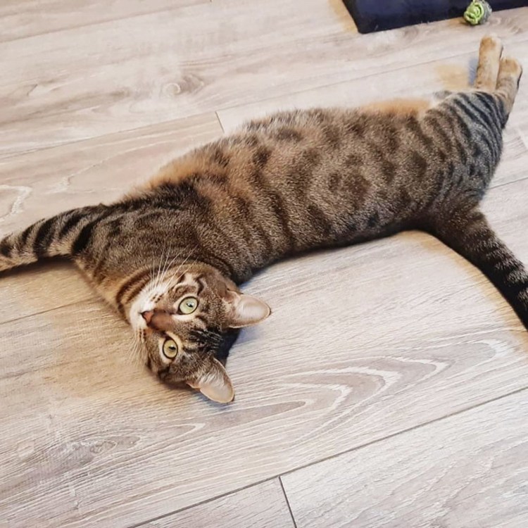 Шпротинка кошка