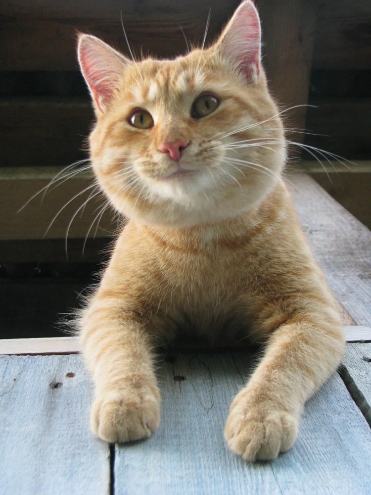 Табби макрель