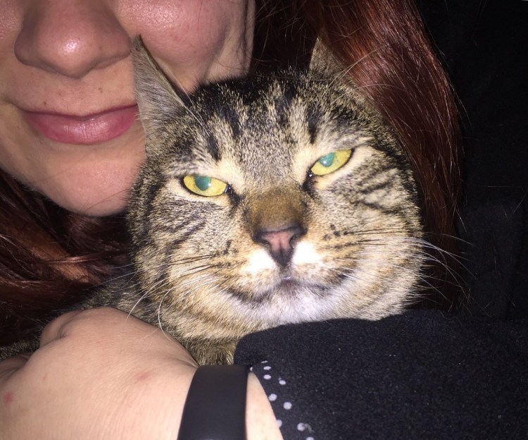 Шпротная кошка табби