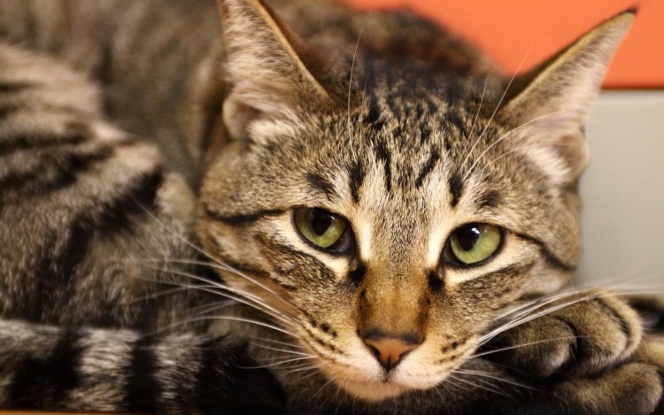 Табби биколор окрас