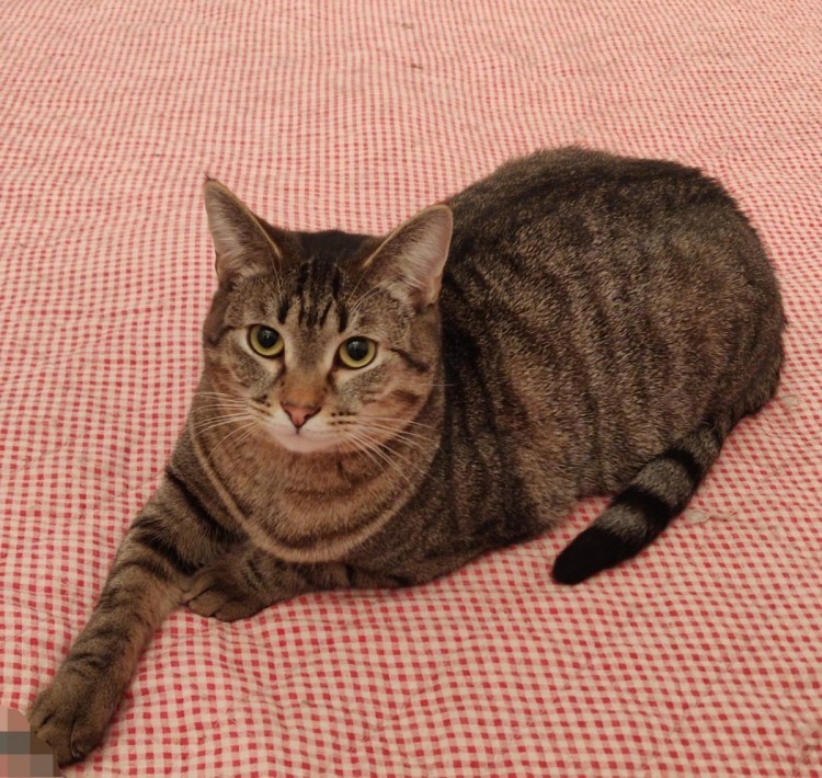 Шпротный окрас