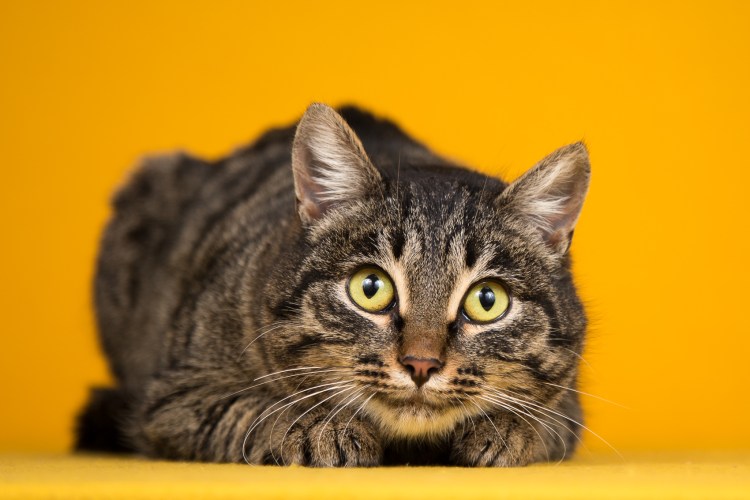 Я потерял котенка в Москве