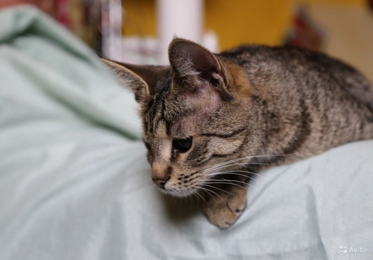 Шпротный кот