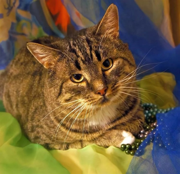 Шпротный табби