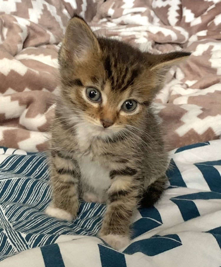 Cat photo "Miss you"