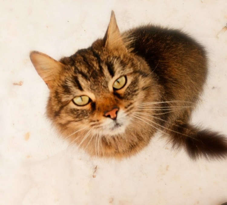 Котята шпротного окраса