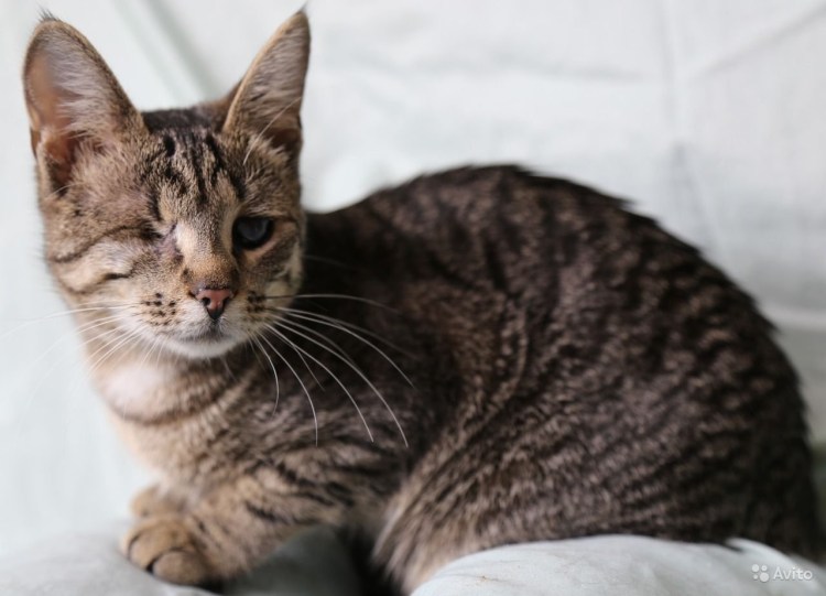 Шпротный окрас у кошек