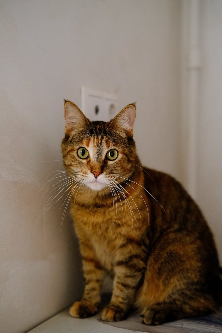 Кот Скрэппи мраморный