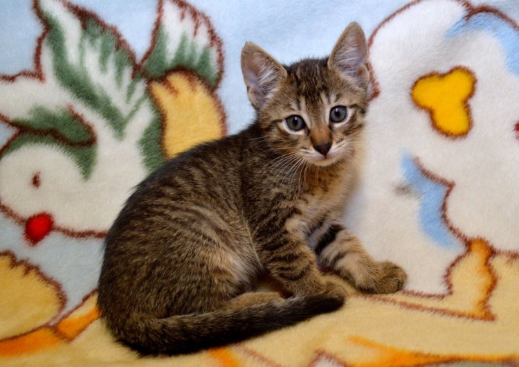 Шпротный кот