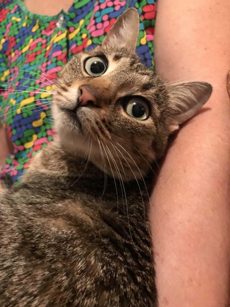 Полосатый кот