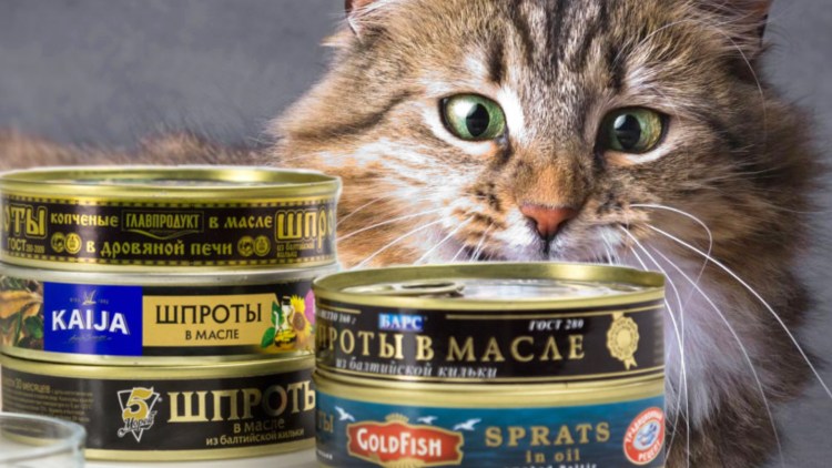 Табби макрель тигровый