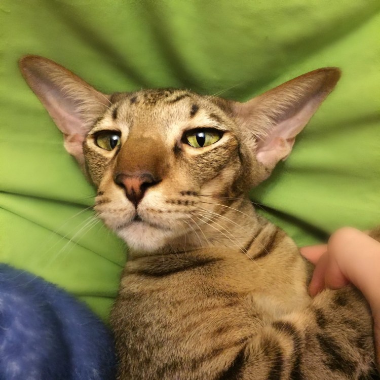 Кошка шпротина