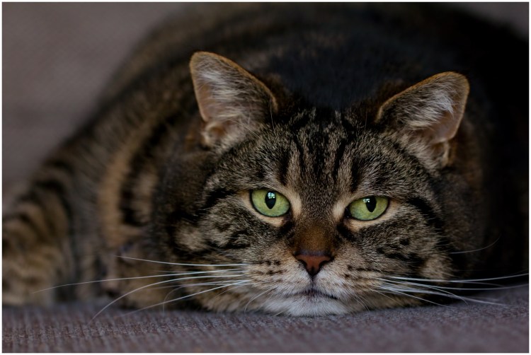 Шпротный окрас