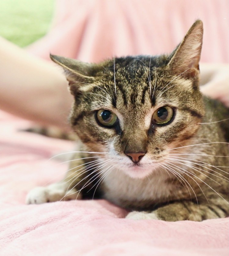 Котенок полосатый 3 месяца