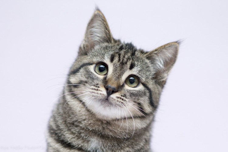 Полосатые котята шпротного окраса