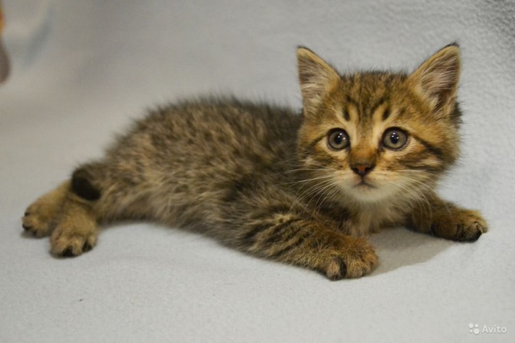 Кошка за 1.5 миллиона