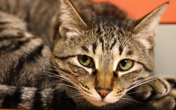 Кошка порода шпрот