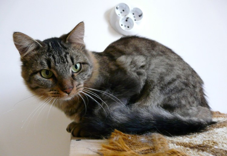 Шпротный окрас у кошек