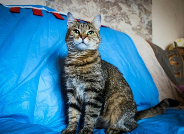 Профессиональные фото шпротных котят