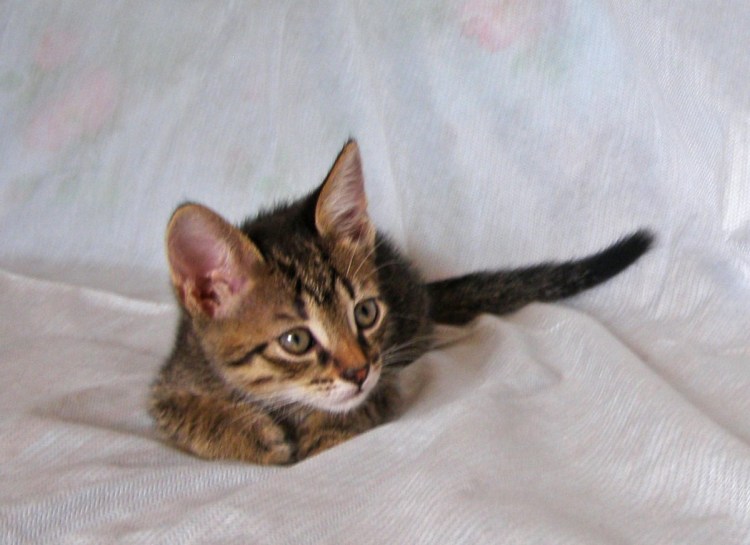 Кот гладить шпротный