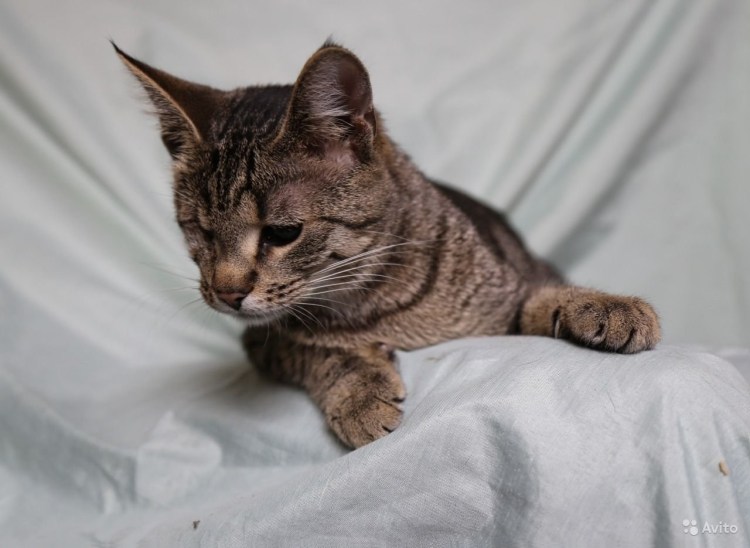 Петербургский шпрот кот