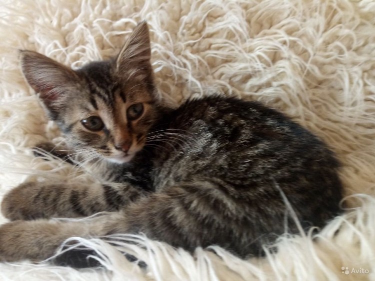 Кошка шпротина