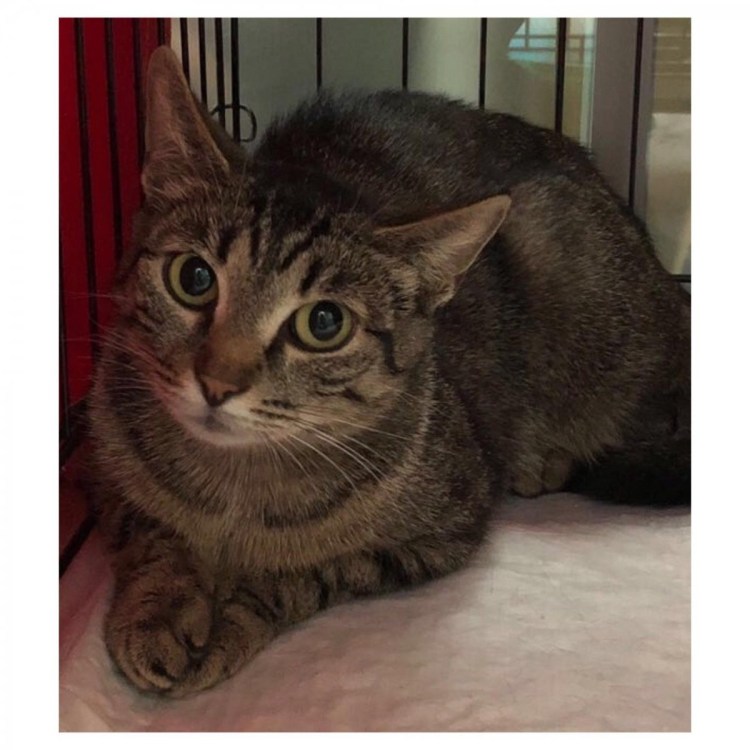 Полосатые котята гладкошерстные