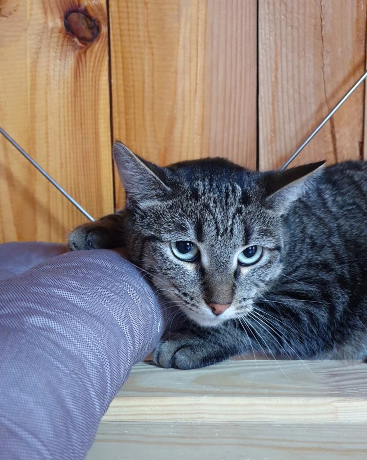 Табби камышовый