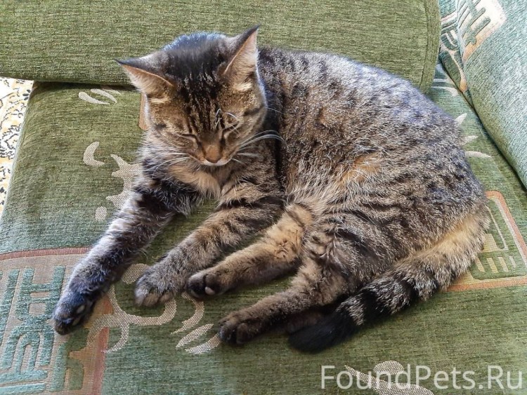 Котята шпроты