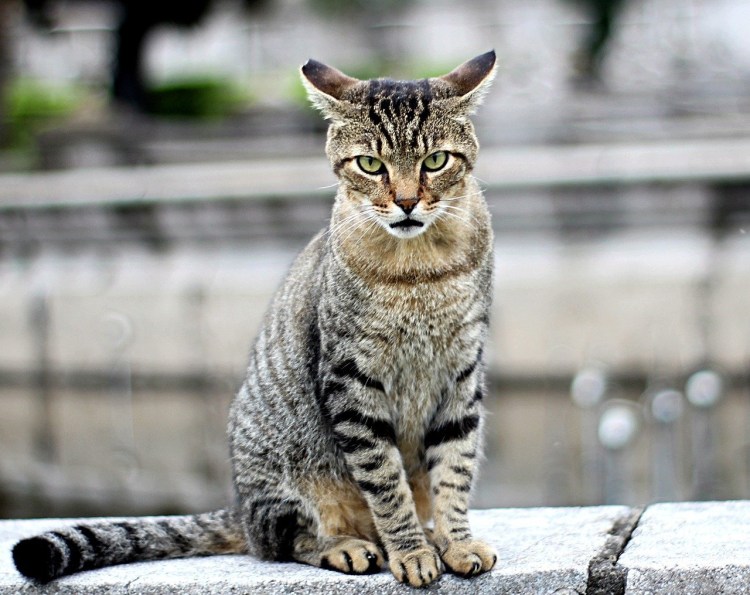 Европейская короткошерстная