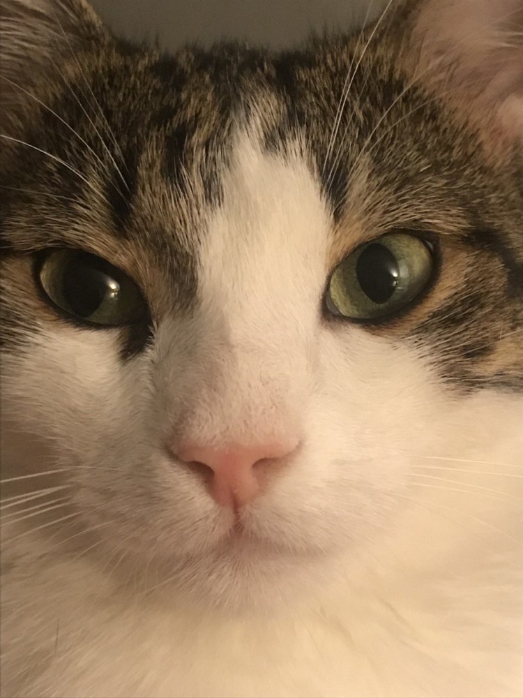 Рыжий кот Кузя