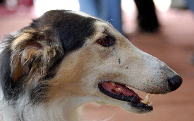 Долихоцефалы собаки породы