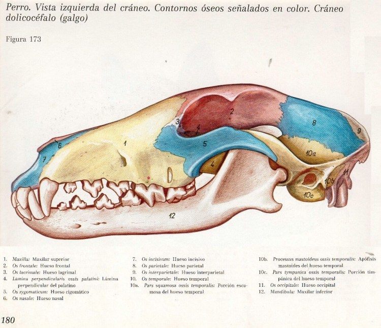 Мезоцефалия долихоцефалия
