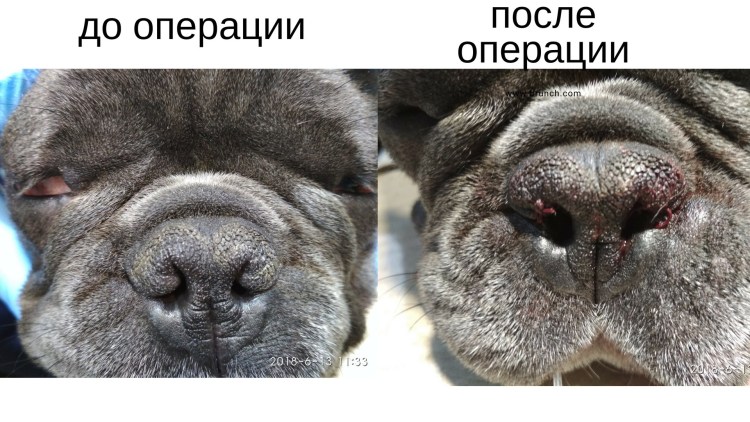 Череп брахицефалической формы собака