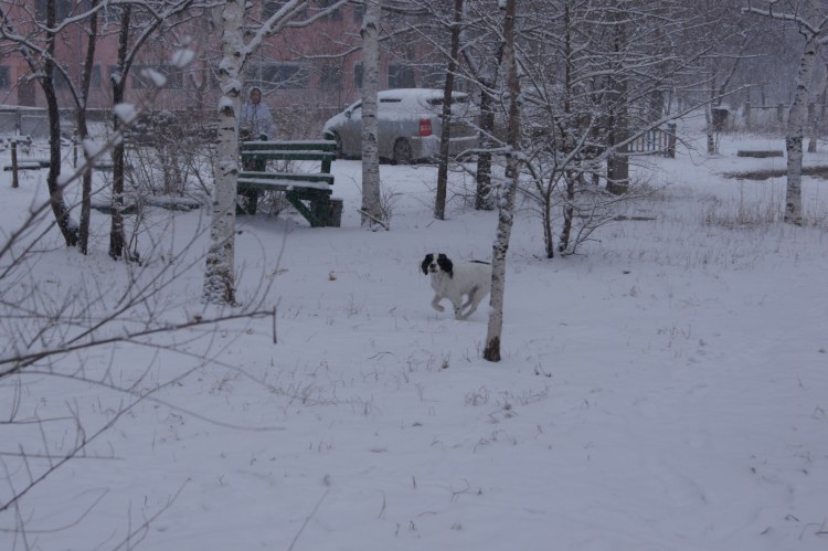 Мопс боксер Пекинес
