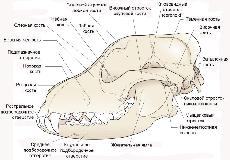 Голландская овчарка Квазимодо