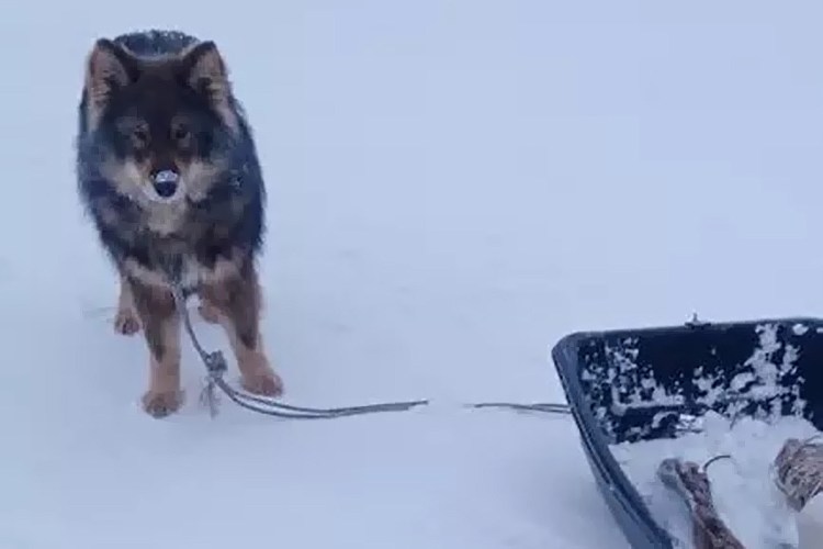 Череп собаки брахиоцефала