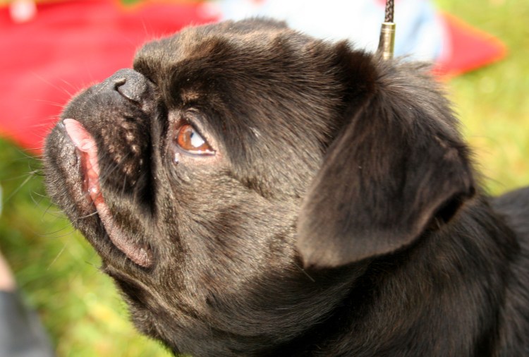 Шарпей брахицефал