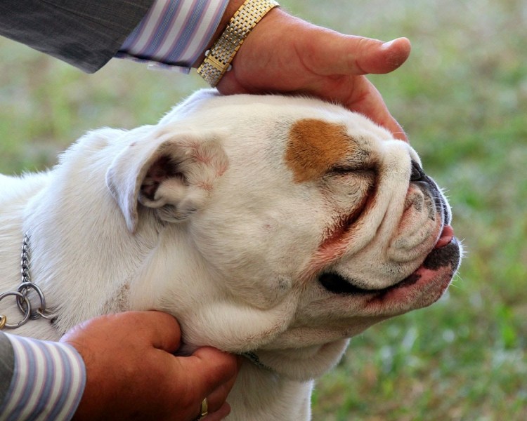 Собачьи клички для мальчика МОПСА