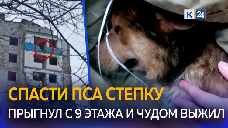 Тупорылая собака