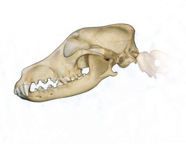 Брахицефальные собачьи породы