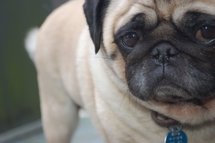 Породы кошек брахицефалов