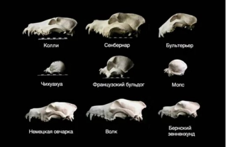Строение черепа разных пород собак