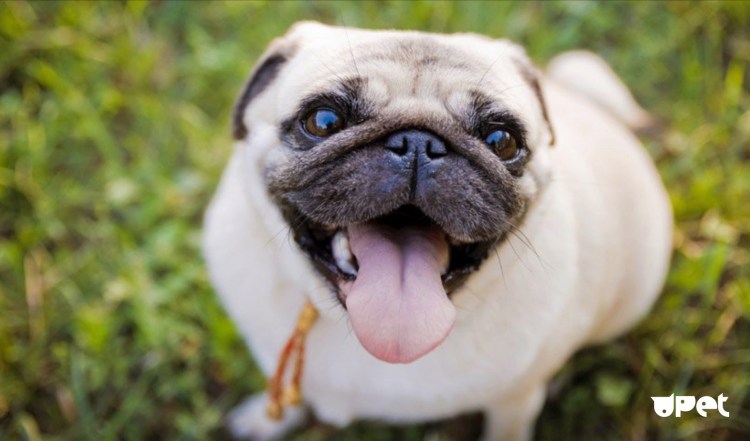 Направления в анатомии животных