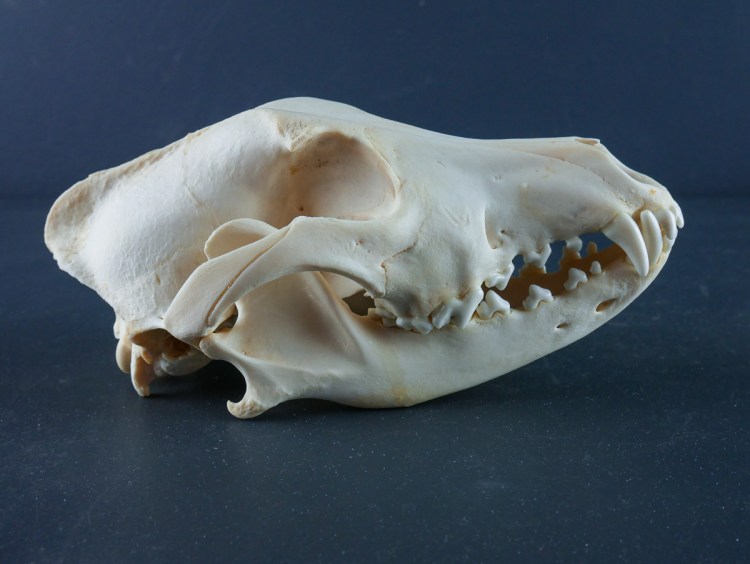 Чешуйчатая кость череп собаки