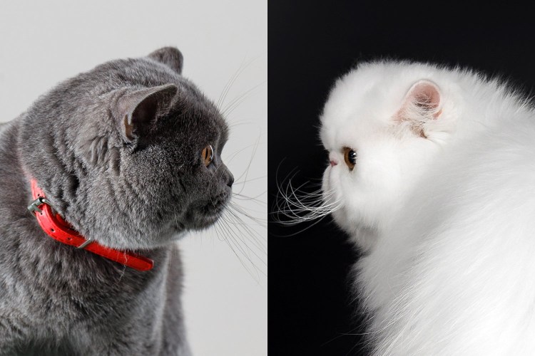 Синдром Аддисона у собак