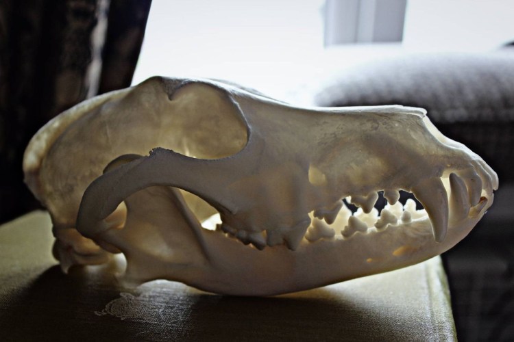 Брахицефалы собаки породы