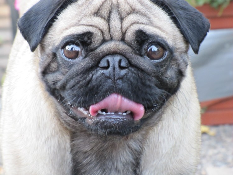 Водка череп