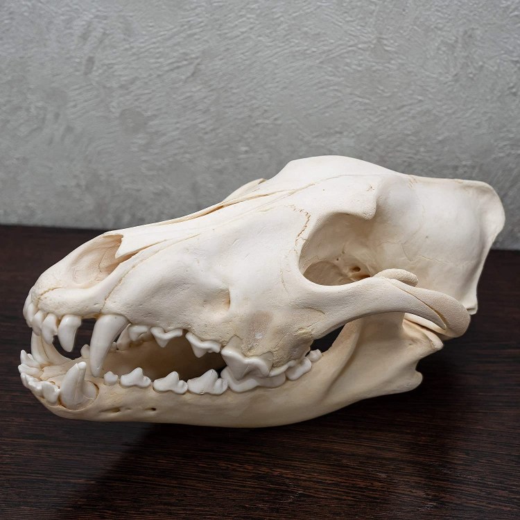 Собака с приплюснутым носом