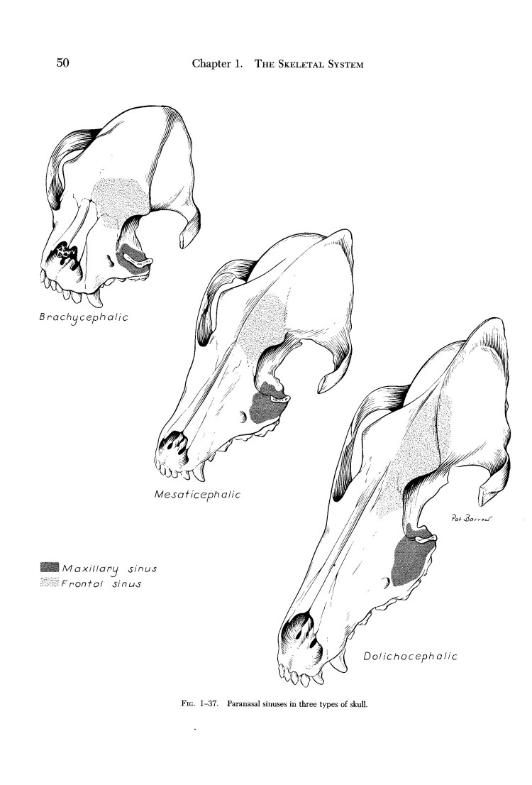 Череп собаки строение долихоцефал
